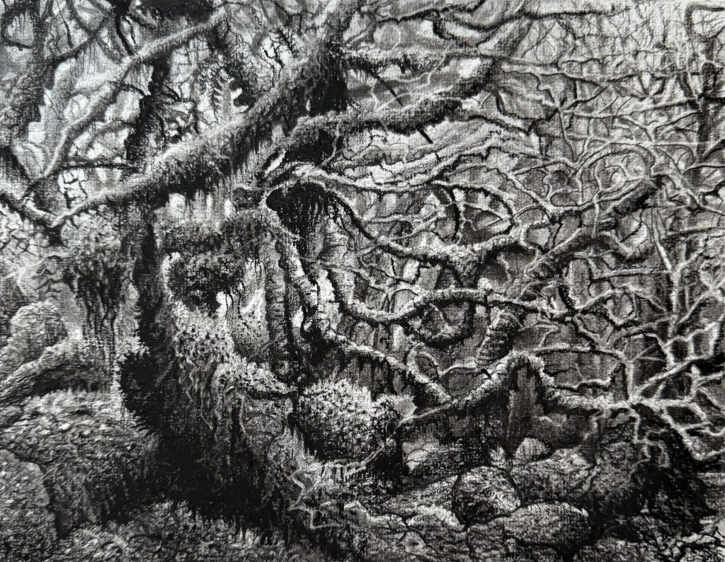 Interconnection, charcoal, 2025, Sara Heinrich