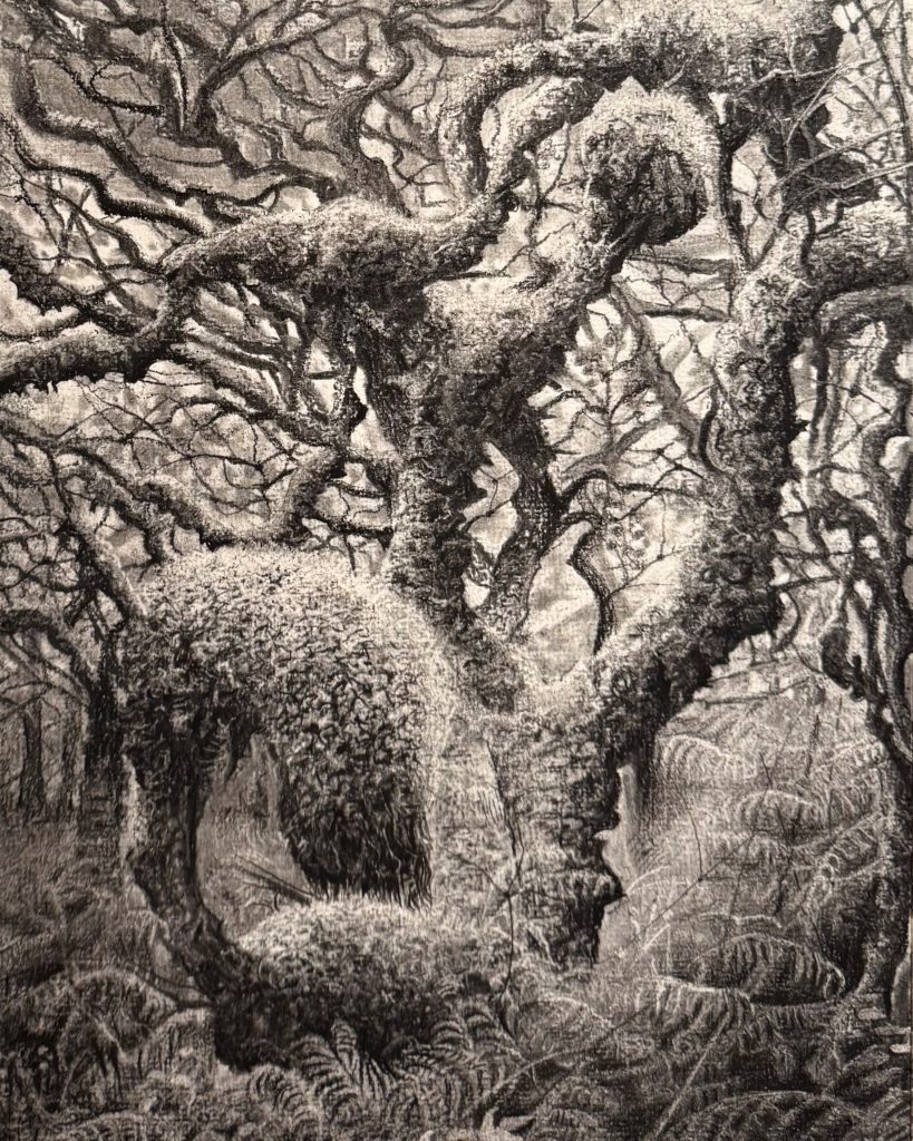 Organic, charcoal 2025, Sara Heinrich