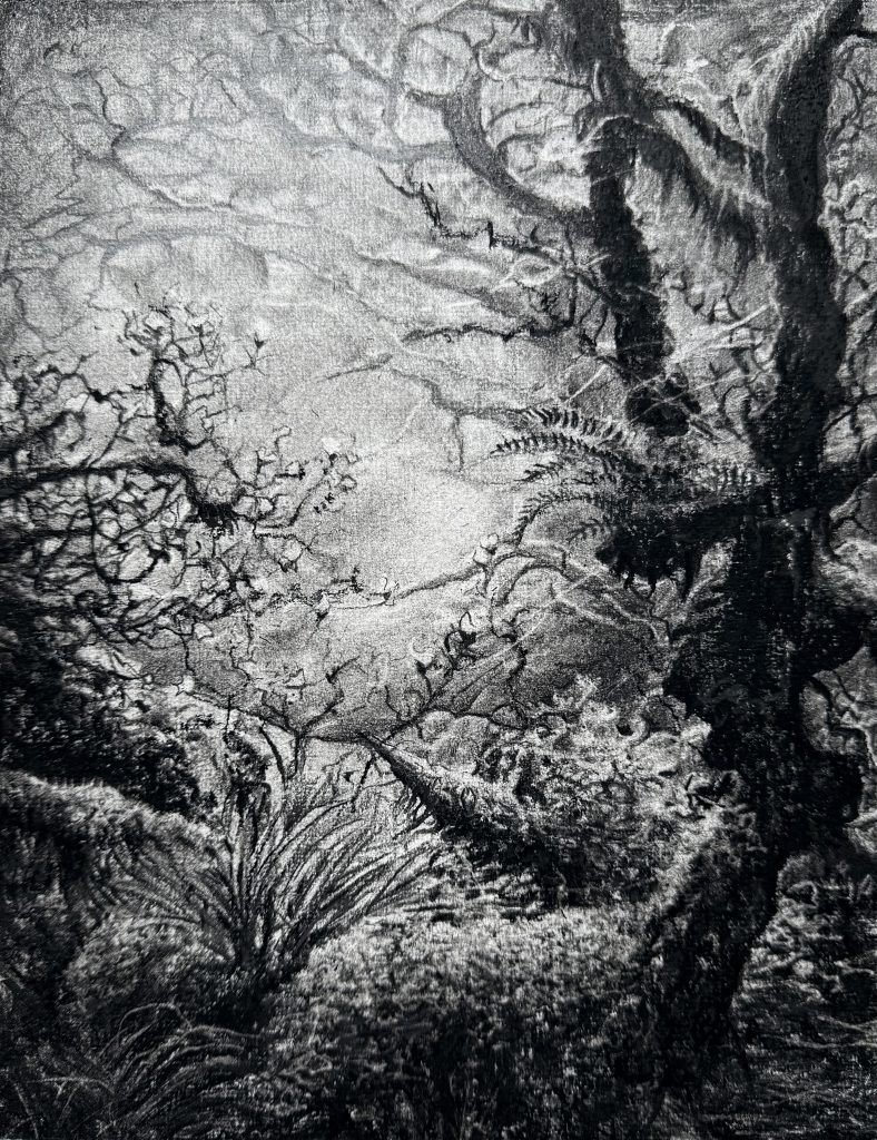 Silent Glade, charcoal 2025, Sara Heinrich